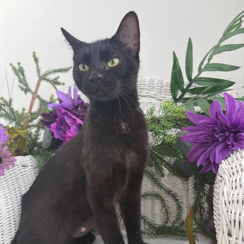 A young small-sized female Black Domestic Short Hair cat named NIMBY L Cuppance for adoption in Eaton Rapids, MI