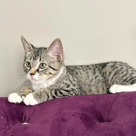 Louie