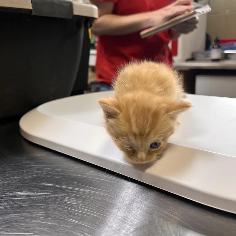 A baby small-sized male Orange / Red Domestic Short Hair cat named Canary for adoption in Columbus, NC