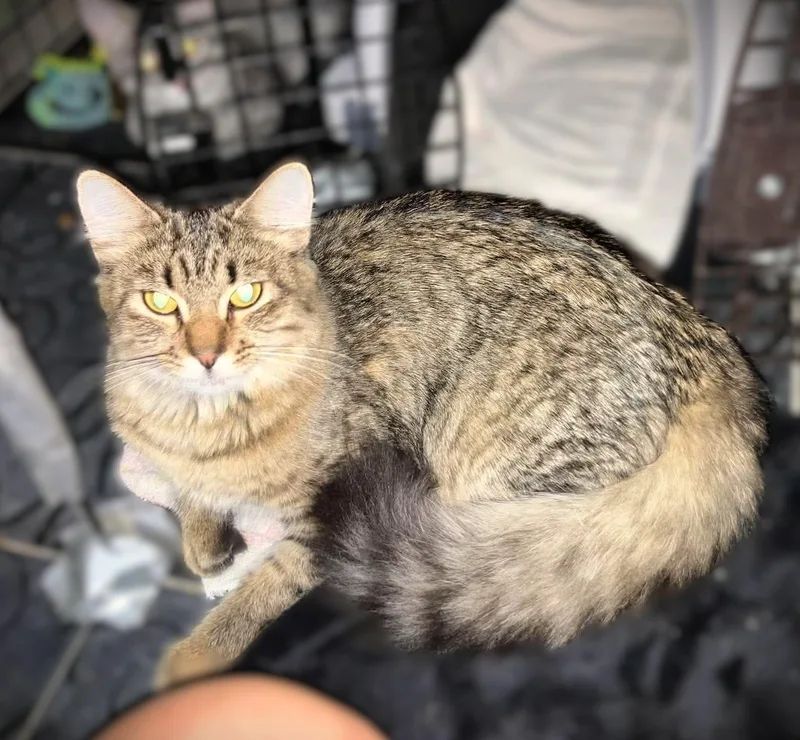 A baby small-sized female Domestic Medium Hair cat named Iris for adoption in Mankato, MN