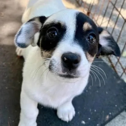 A baby small-sized female White / Cream Mixed Breed dog named Bess for adoption in Santa Rosa, CA