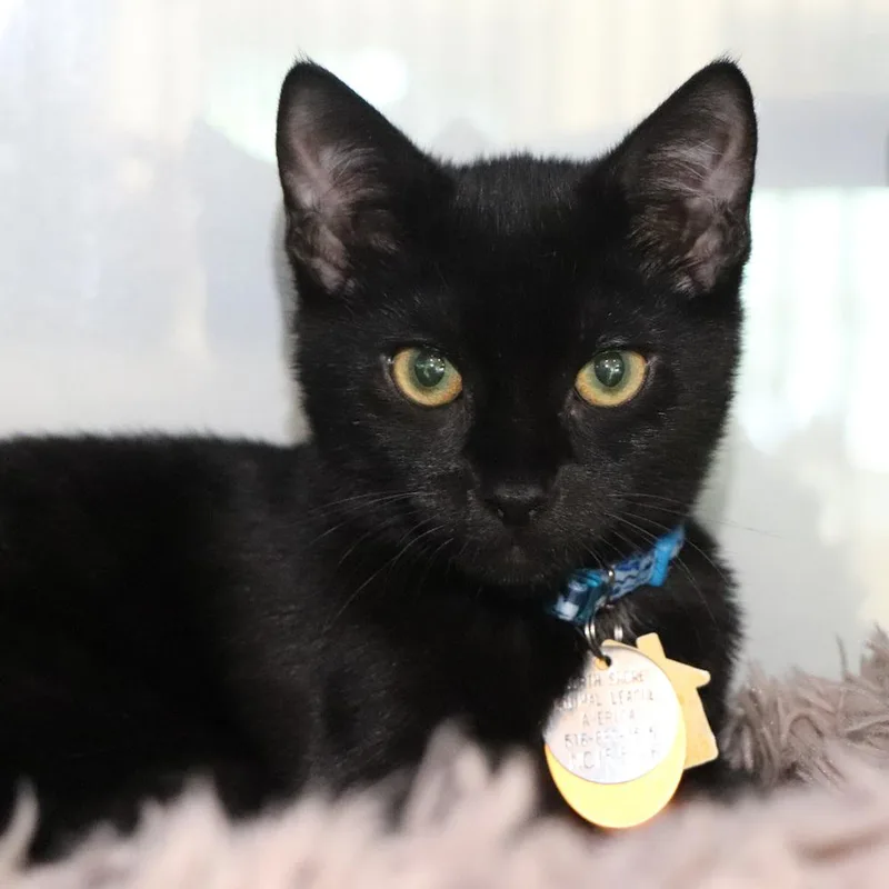 A young small-sized male Domestic Short Hair cat named Nevan for adoption in Port Washington, NY