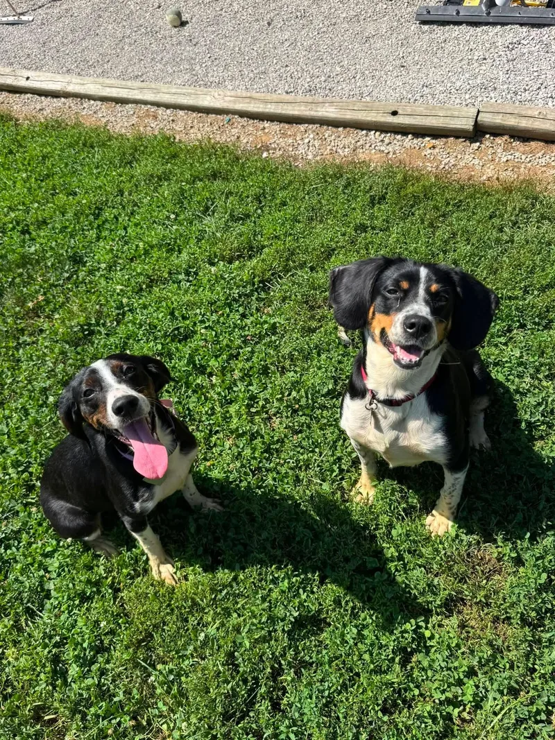 Millie and Tillie