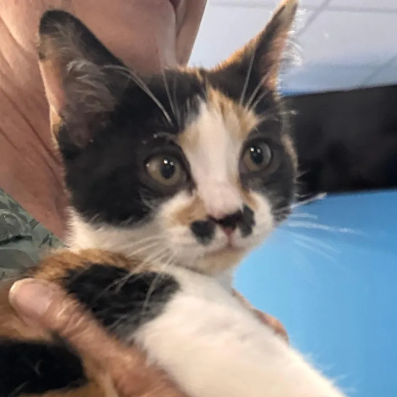 A baby small-sized female Calico Domestic Short Hair cat named Falafel for adoption in Marion, VA