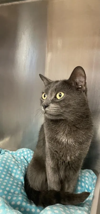 A baby small-sized male Domestic Short Hair cat named Piper for adoption in Houston, TX