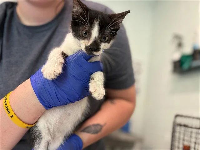A baby small-sized male Black & White / Tuxedo Domestic Short Hair cat named Moose for adoption in Tavares, FL