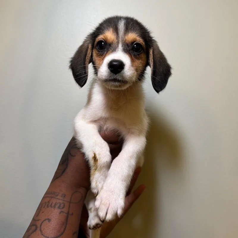 A baby small-sized female Black Mixed Breed dog named Rudy for adoption in Saint Charles, MO