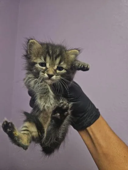 A baby small-sized female Brown / Chocolate Domestic Short Hair cat named 61758370 for adoption in El Paso, TX