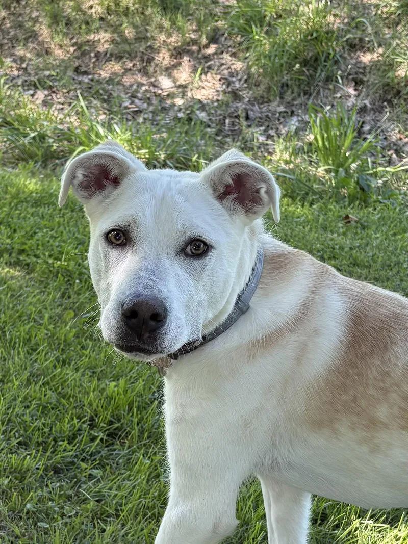 Puppy Delilah thumbnail 3