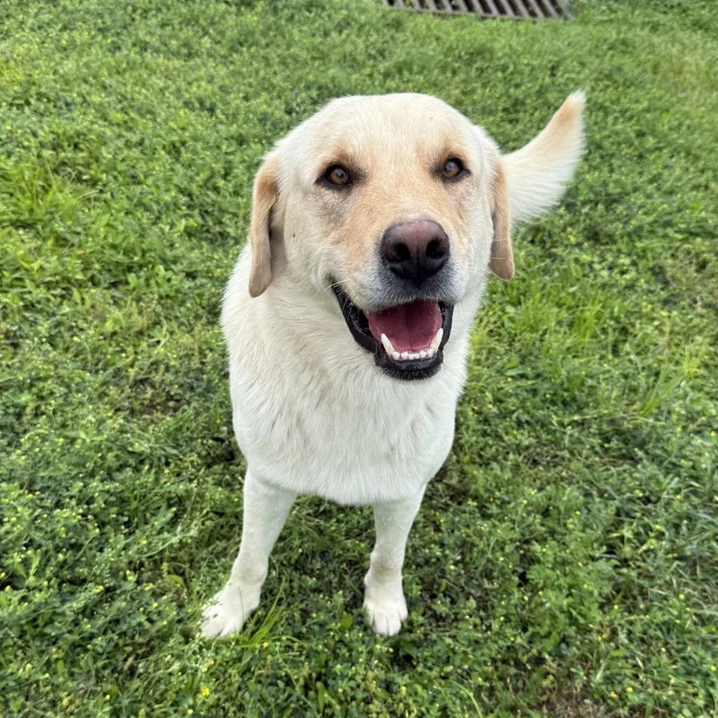 A young medium-sized male Labrador Retriever dog named Clay for adoption in Brenham, TX