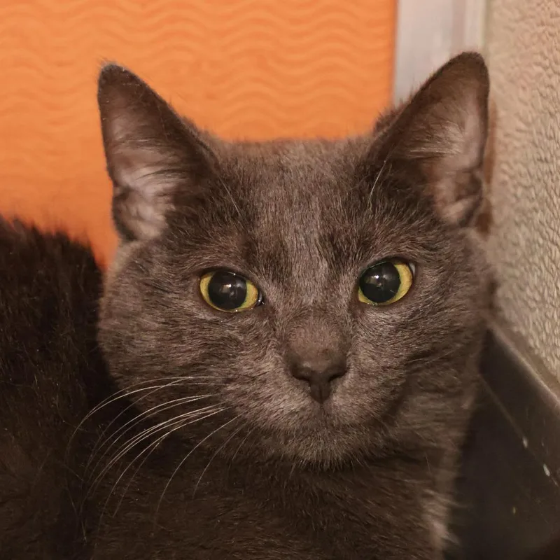 A young medium-sized female Gray / Blue / Silver Domestic Short Hair cat named Grimalkin for adoption in Briarcliff Manor, NY
