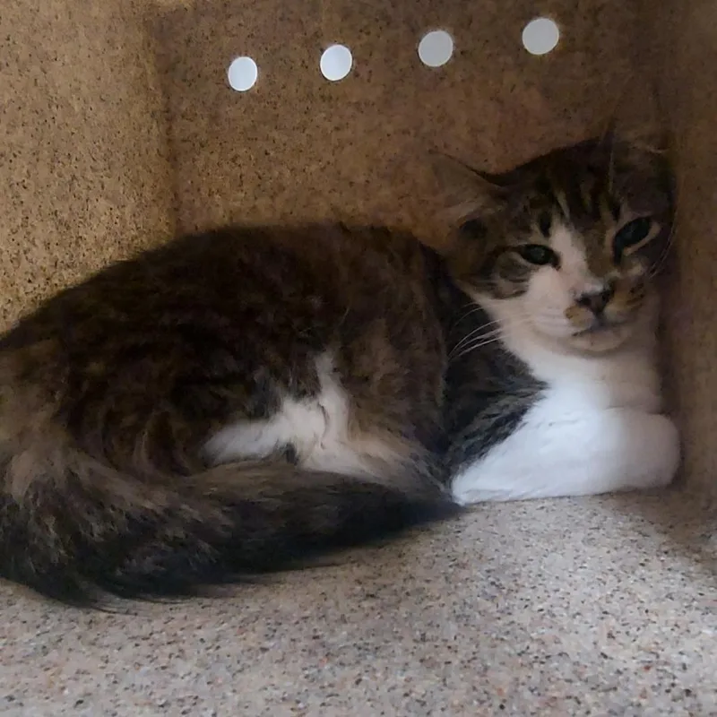 A young medium-sized male White Domestic Short Hair cat named Bali for adoption in Reno, NV
