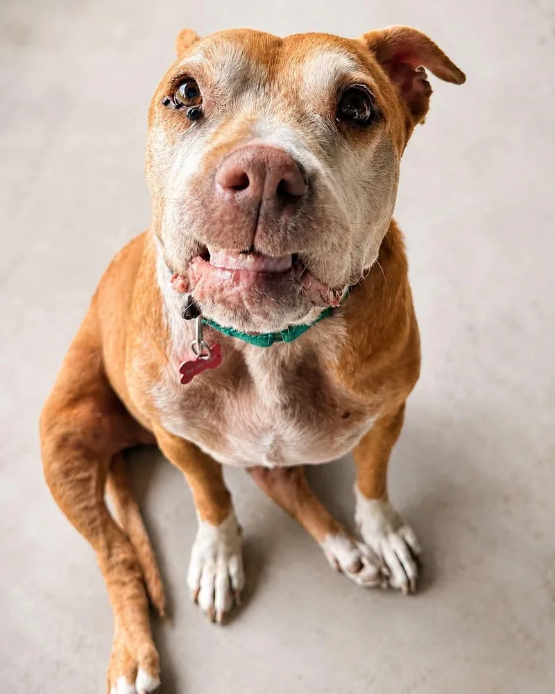 A senior large-sized female Apricot / Beige Pit Bull Terrier dog named Cheyenne for adoption in Warren, OH
