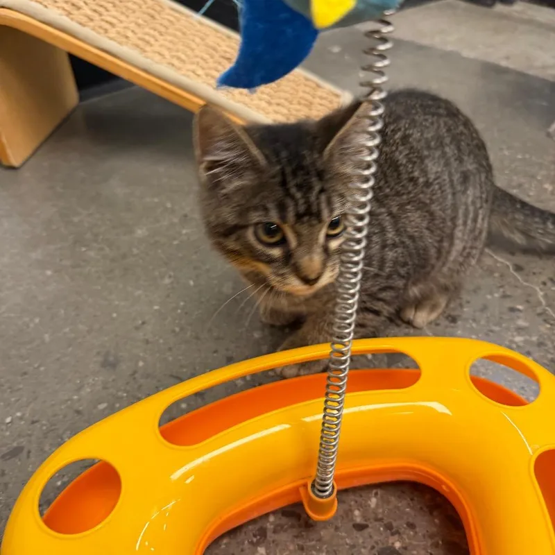 A baby small-sized male Brown / Chocolate Domestic Short Hair cat named Happy for adoption in Hamburg, NY