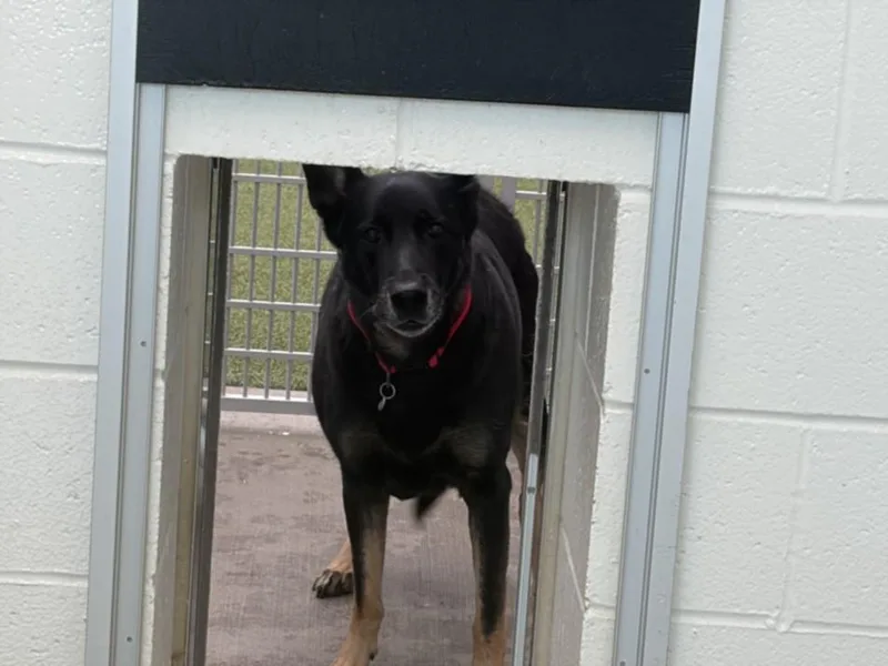 An adult large-sized female German Shepherd Dog dog named Bella for adoption in Loveland, CO