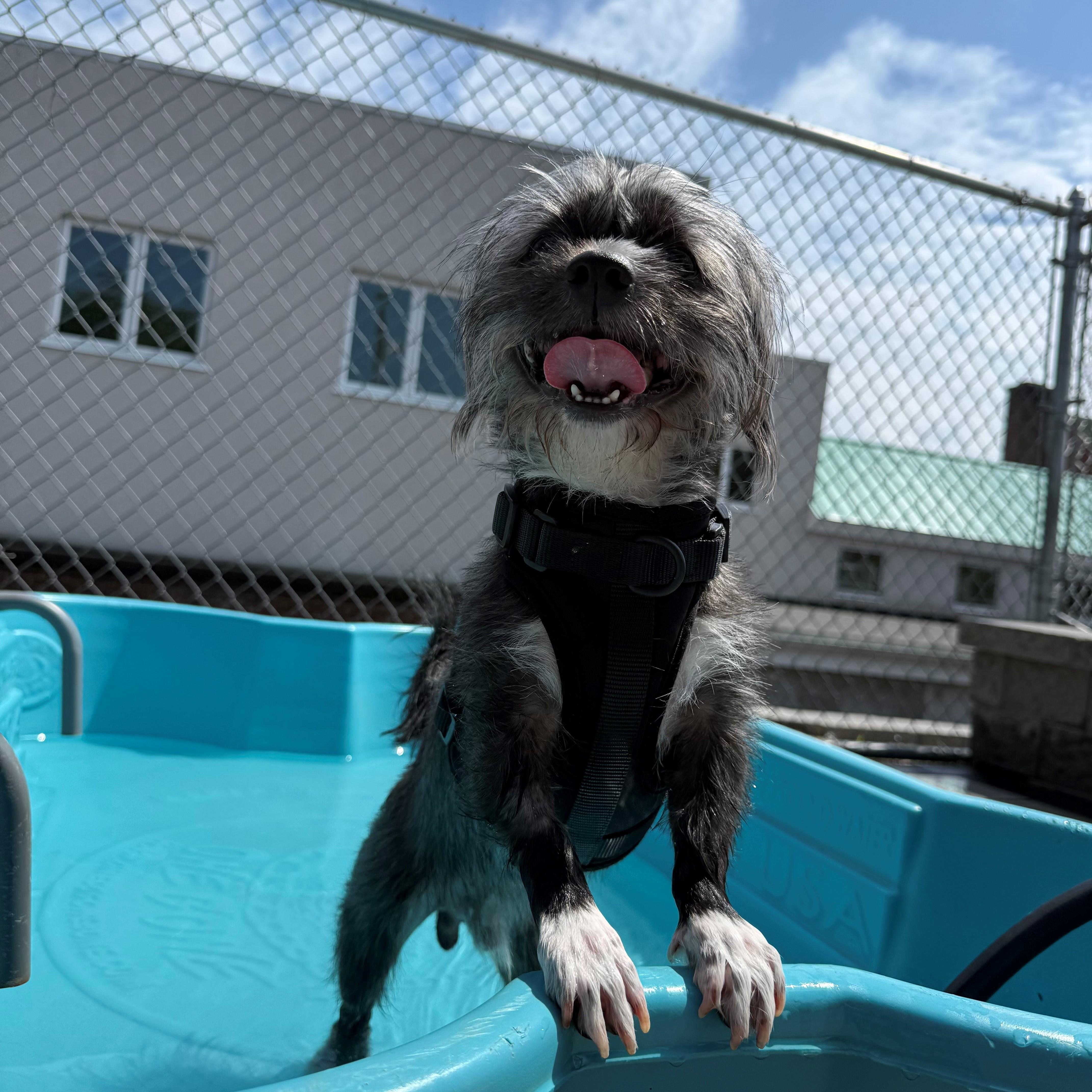An adult small-sized male Terrier dog named King for adoption in New Rochelle, NY
