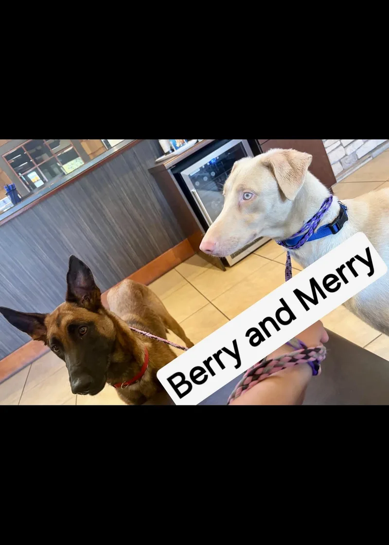 Berry and Merry
