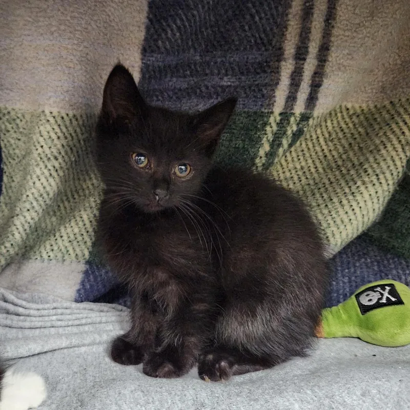 A baby small-sized male Black Domestic Short Hair cat named Ben for adoption in Grand Rapids, MI