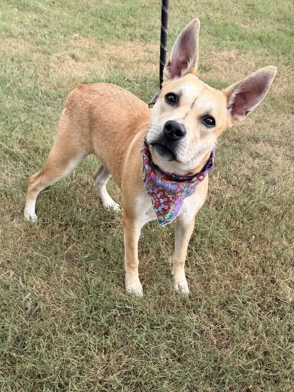 Penelope