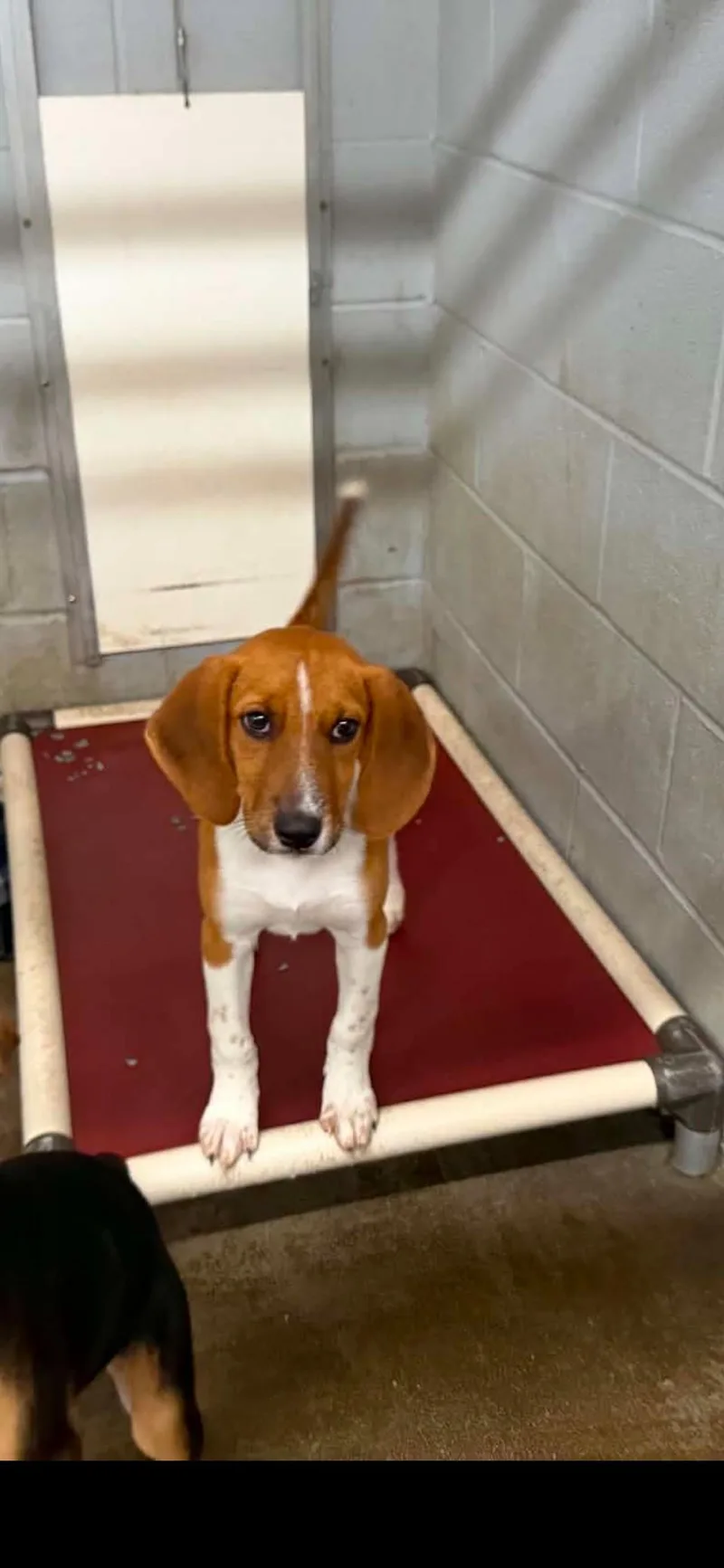 A baby medium-sized female Red / Chestnut / Orange Hound dog named Ellie Mae for adoption in Media, PA