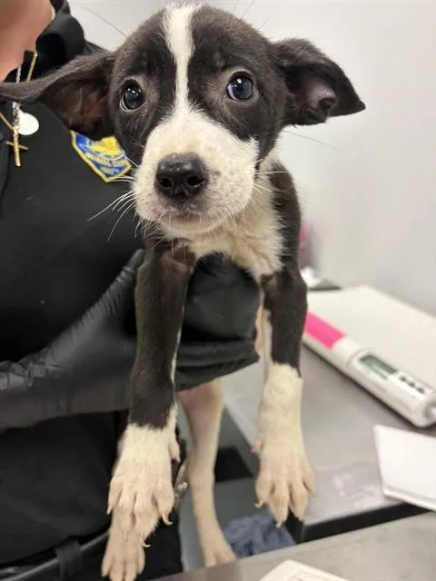 A baby small-sized female Border Collie dog named Sheep for adoption in Corpus Christi, TX