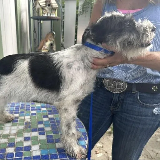 A young small-sized male Tricolor (Brown, Black, & White) Miniature Schnauzer dog named Rocky for adoption in Omaha, NE