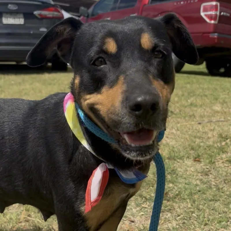 An adult large-sized female Black Rottweiler dog named Belle for adoption in Palestine, TX