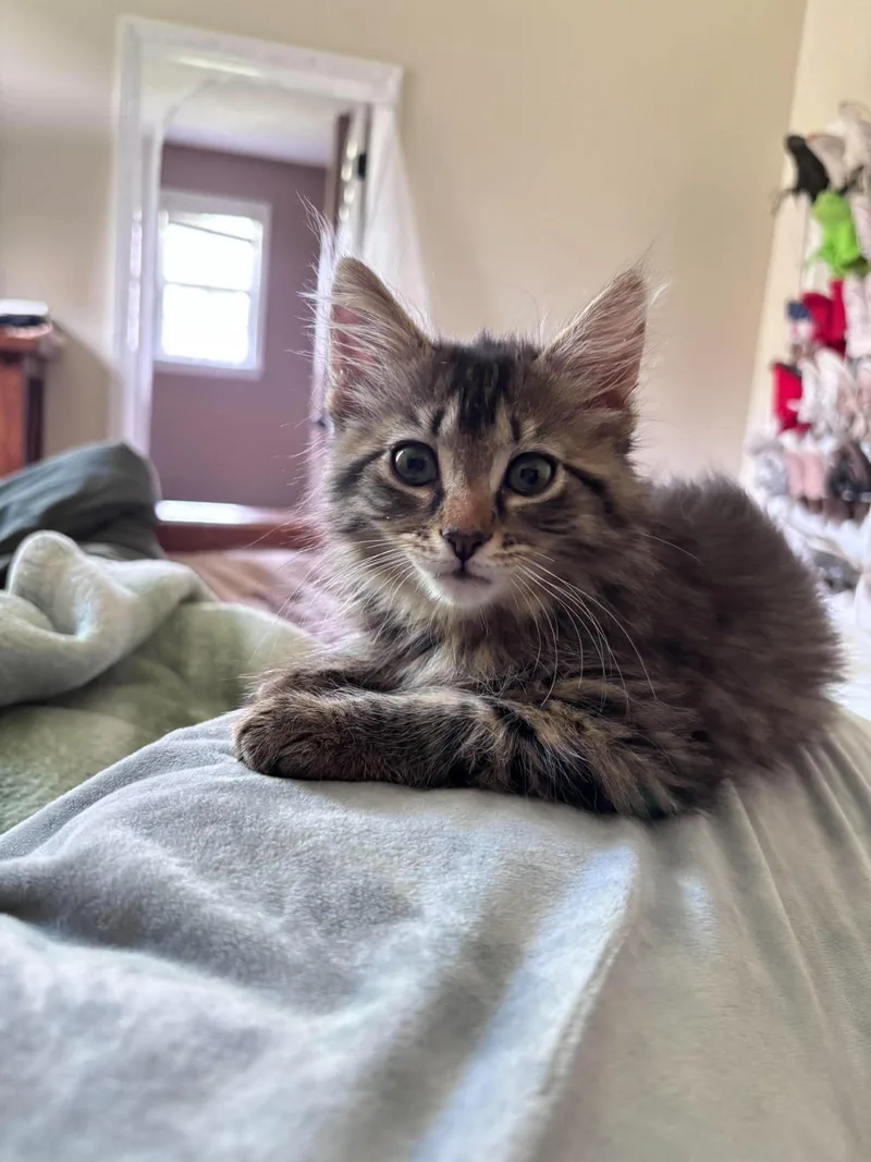A baby small-sized male Domestic Long Hair cat named Cooper for adoption in Clayton, NC
