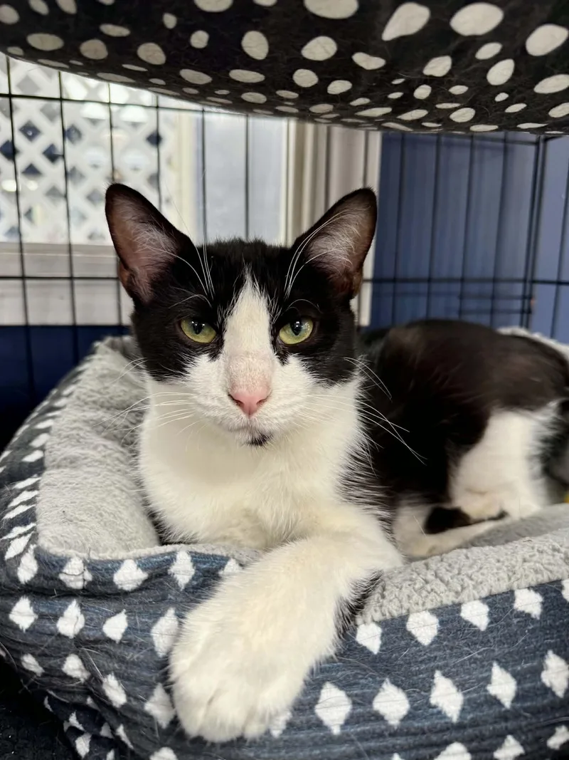 An adult medium-sized female Tuxedo cat named Jessamine for adoption in Belton, MO