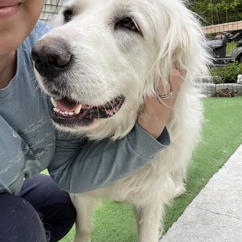 An adult large-sized female Great Pyrenees dog named Mary for adoption in Bowdoin, ME