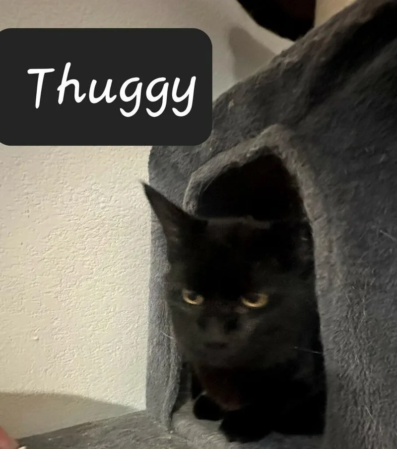 A young medium-sized male Black Domestic Medium Hair cat named Thuggy for adoption in Dallas, TX