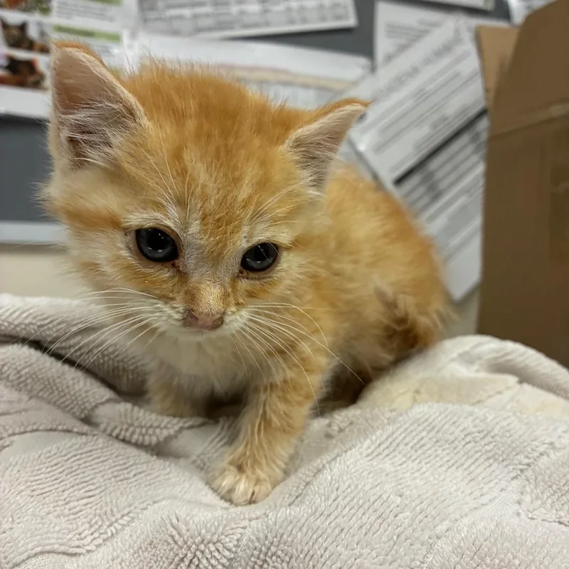 A baby small-sized male Orange / Red Domestic Medium Hair cat named Rusty for adoption in Pasadena, CA