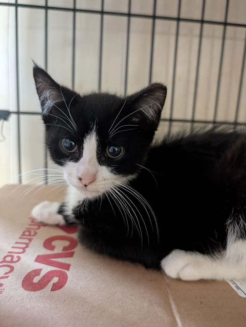 A baby medium-sized female Black & White / Tuxedo Domestic Short Hair cat named Flossie for adoption in Cedars, PA