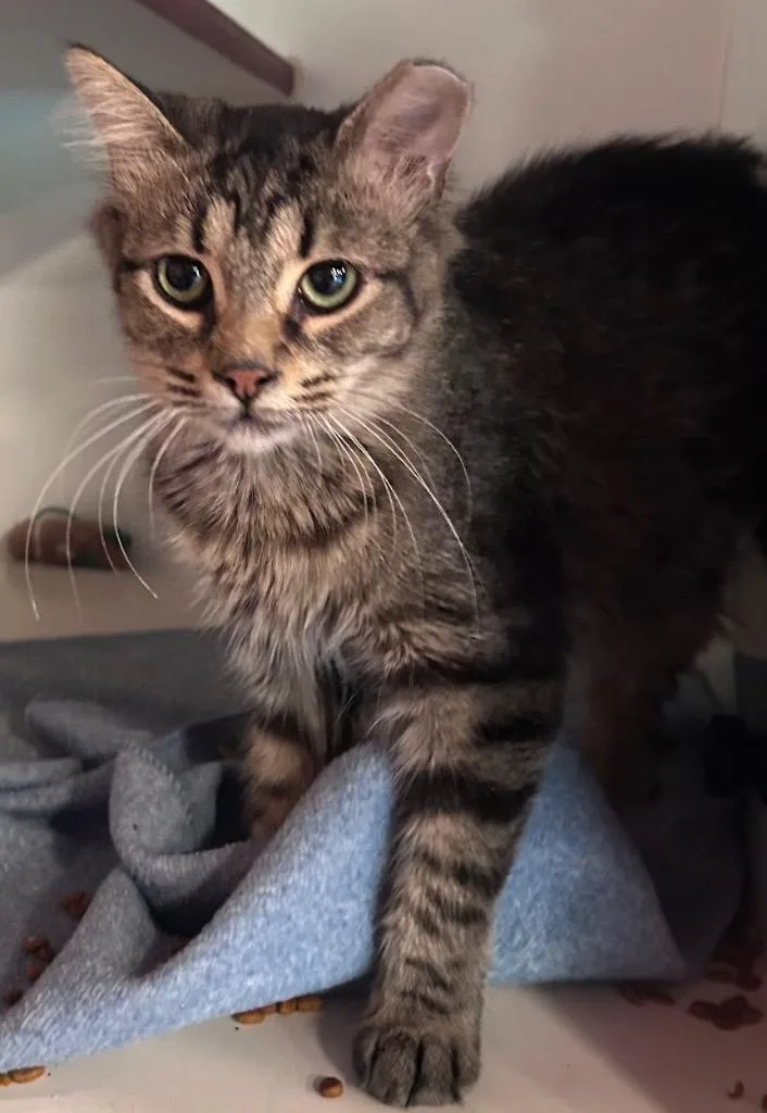 A young medium-sized female Domestic Medium Hair cat named Gaffard aka Rockie for adoption in Cumming, GA