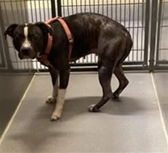 A young medium-sized female Pit Bull Terrier dog named Miley for adoption in Modesto, CA