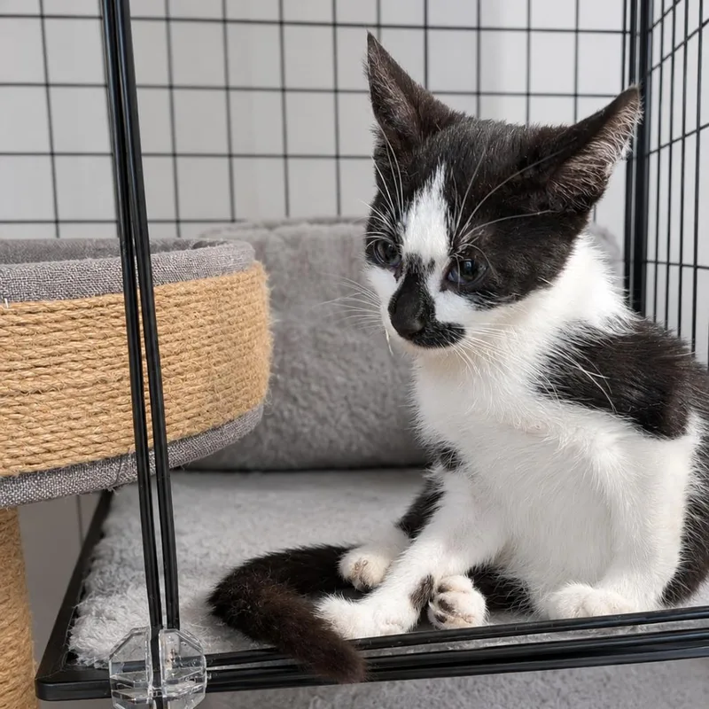A baby small-sized male Black Domestic Short Hair cat named Miso for adoption in Medford, NJ