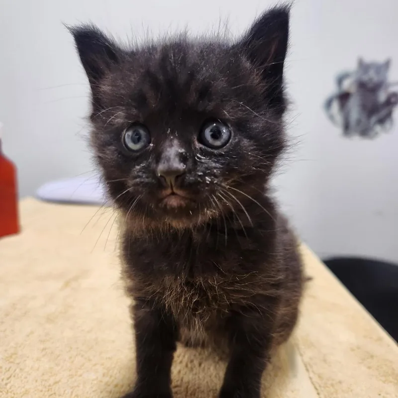 A baby small-sized male Black Domestic Short Hair cat named Beanie Weenie for adoption in York, PA
