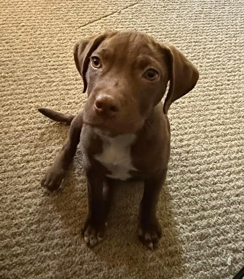 A baby medium-sized female Pit Bull Terrier dog named Ember for adoption in Byron, IL