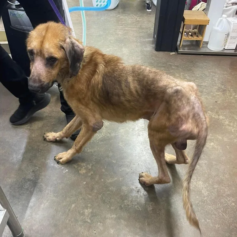 A young medium-sized male Yellow / Tan / Blond / Fawn Mixed Breed dog named Jimothy for adoption in Buffalo, MN