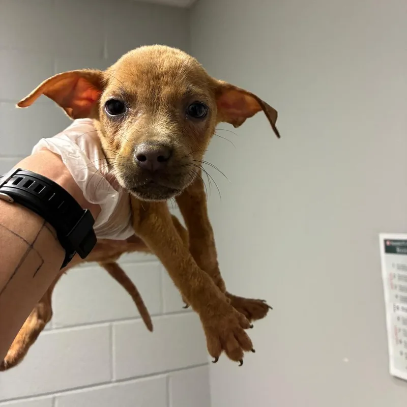 A baby small-sized male Mixed Breed dog named Ford for adoption in Chattanooga, TN