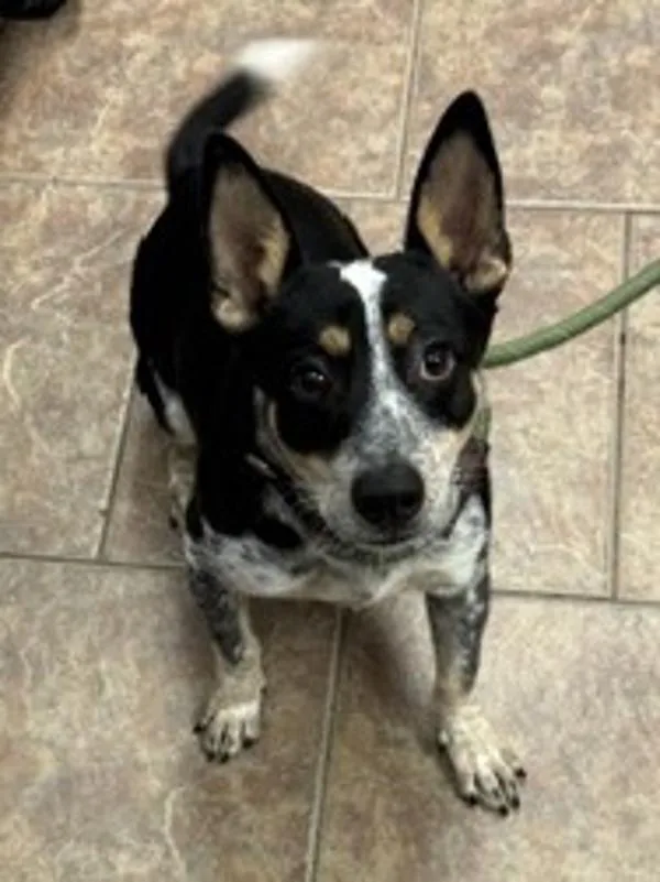 A young small-sized male Corgi dog named Sammy Davis for adoption in Littleton, CO