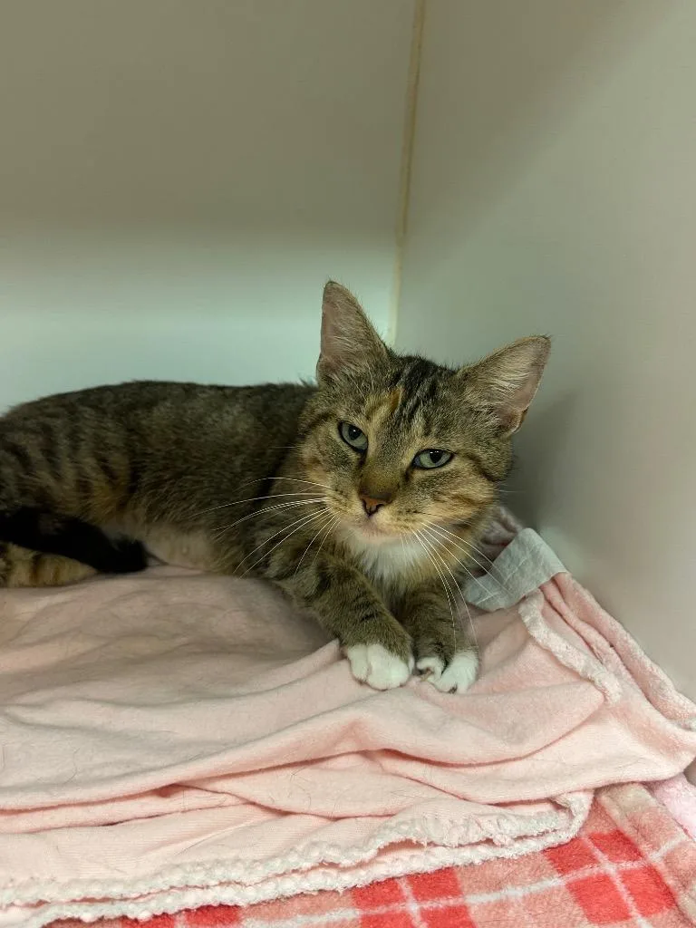 A young medium-sized female Domestic Short Hair cat named Kit Kit for adoption in Johnson City, TN