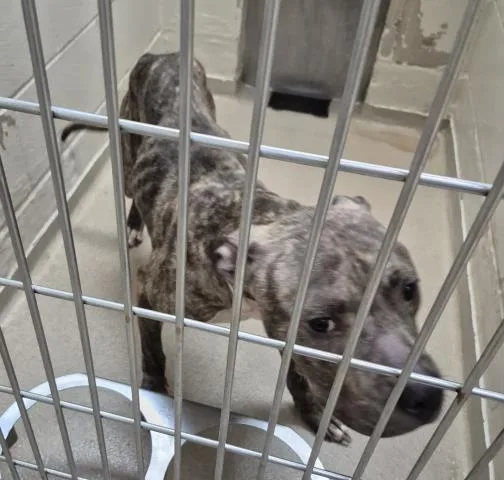 A young medium-sized male Pit Bull Terrier dog named Biscotti for adoption in Decatur, IL