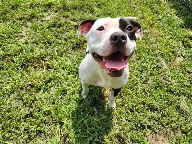 A young medium-sized female Pit Bull Terrier dog named Cookie for adoption in Springfield, MA