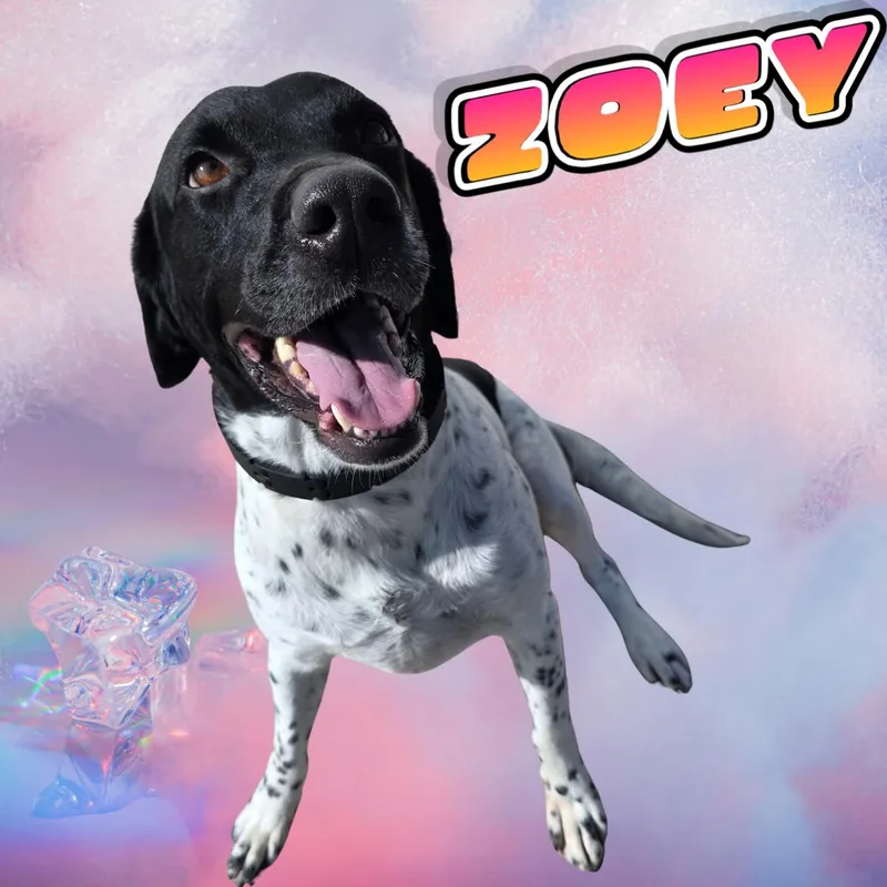 An adult large-sized female Shepherd dog named Zoey for adoption in South Padre Island, TX