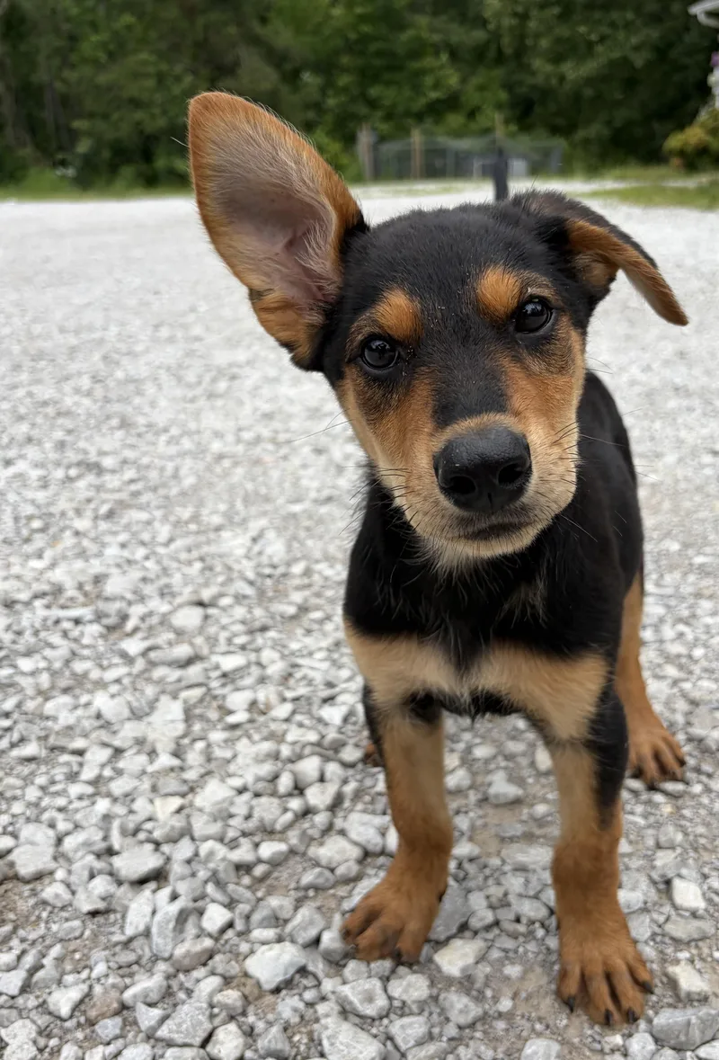 A baby medium-sized male Bicolor Bernese Mountain Dog dog named Ranger for adoption in Cordova, TN