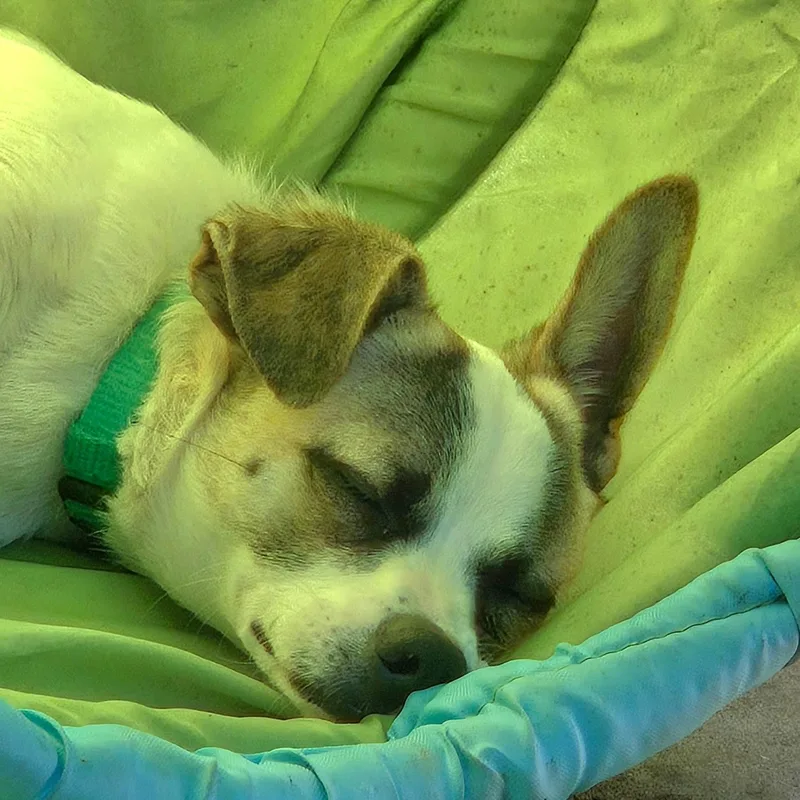 A baby small-sized male Apricot / Beige Terrier dog named Dexter for adoption in Fullerton, CA