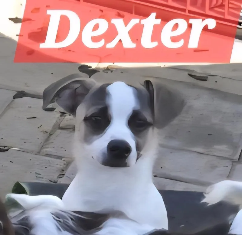 Dexter thumbnail 6