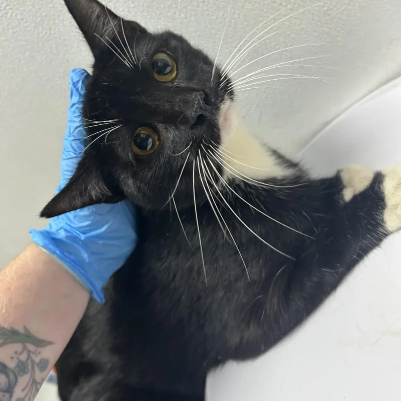 A young medium-sized male Domestic Short Hair cat named Daliah for adoption in Newark, NJ