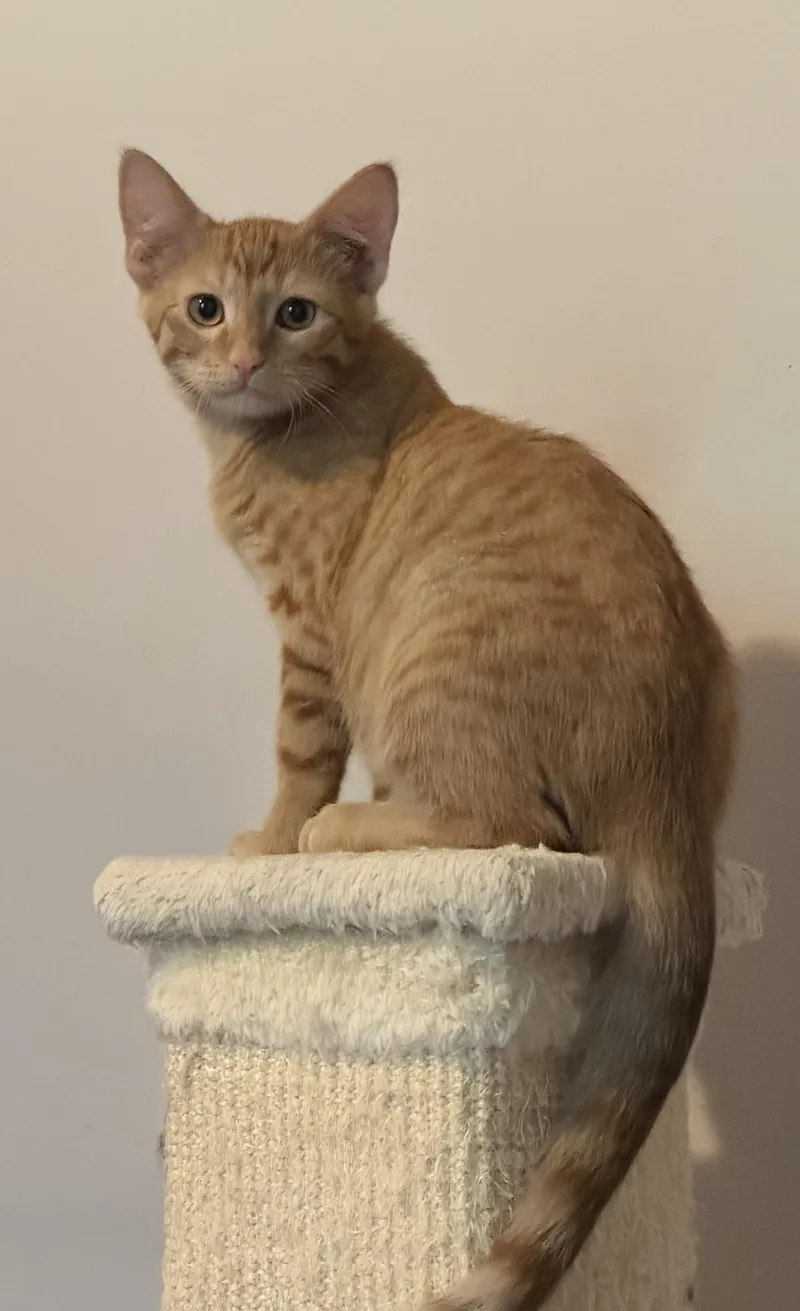 A baby medium-sized male Domestic Short Hair cat named Tod for adoption in Blaine, MN